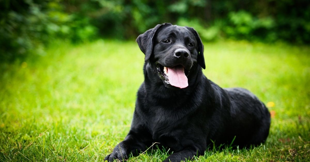 Gorgeous black Labrador Retriever laying in grass
