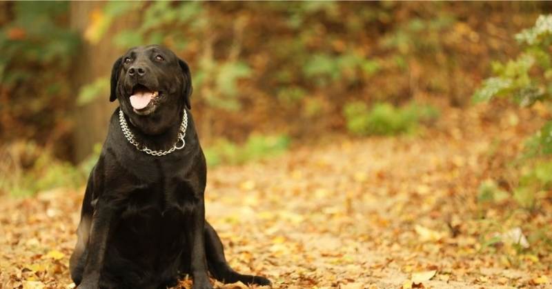 Beautiful Labrador Retriever with silver chain in the fall.