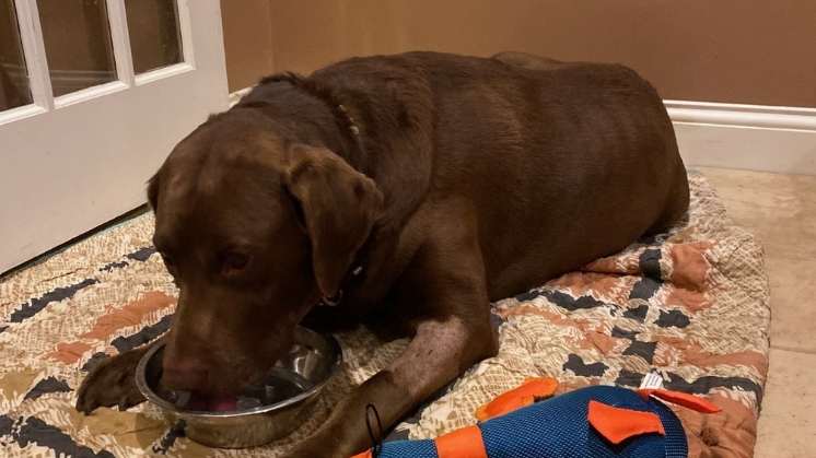 When Our Labrador Retriever Gus Became "The Miracle Dog"