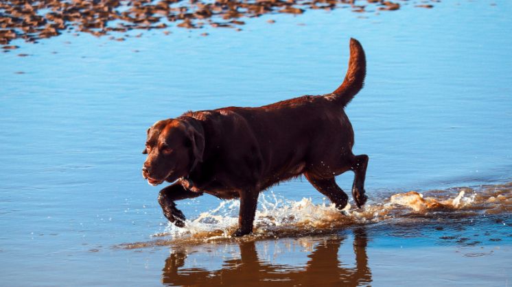 Chocolate Labrador Retriever in lake