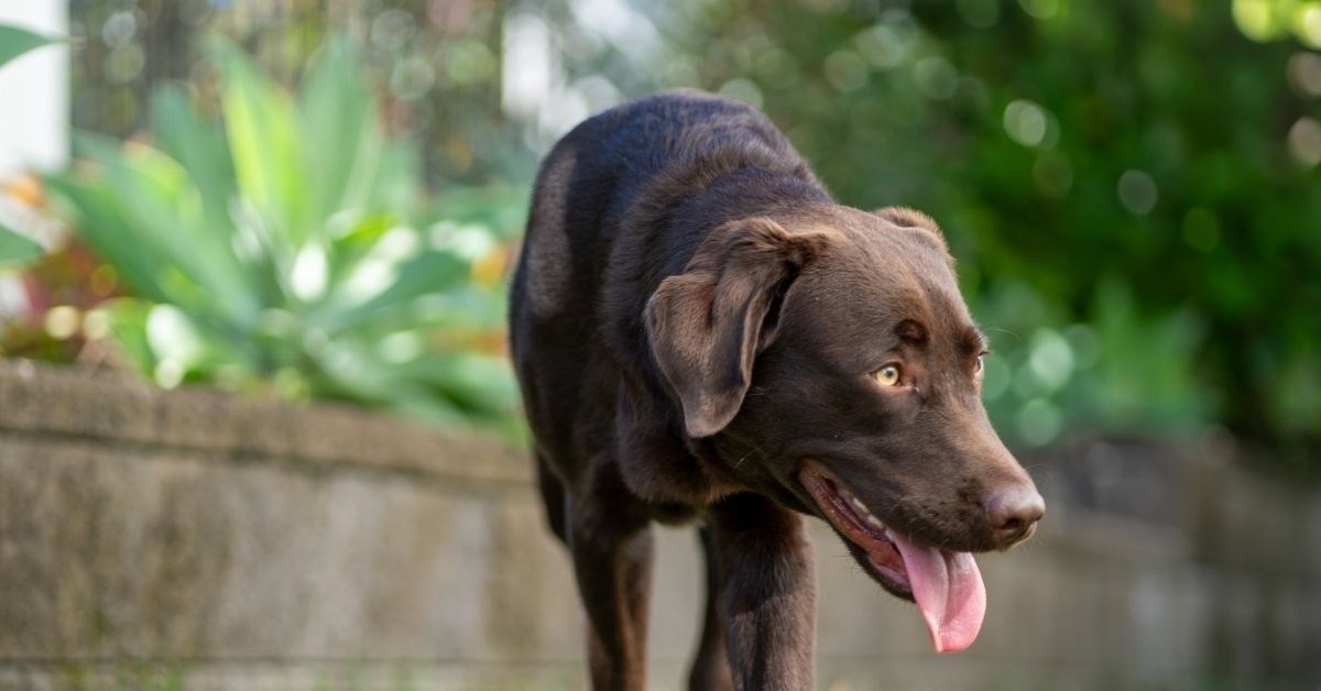 Why Do Senior Labrador Retrievers Pant So Much?