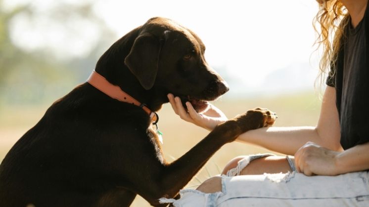 Chocolate Labrador Retriever with owner