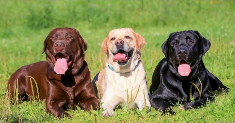 Three Labrador dogs in brown, yellow, and black sitting on grass.