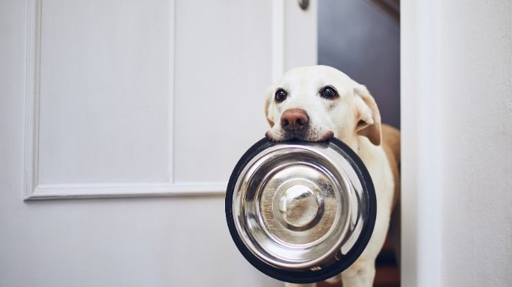 Cute Yellow Labrador Retriever with his food bowl.