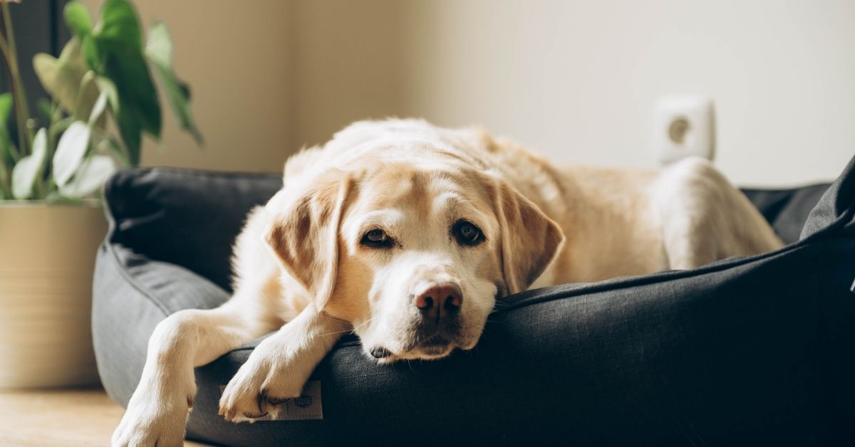Cute yellow Labrador Retriever lying in his bed