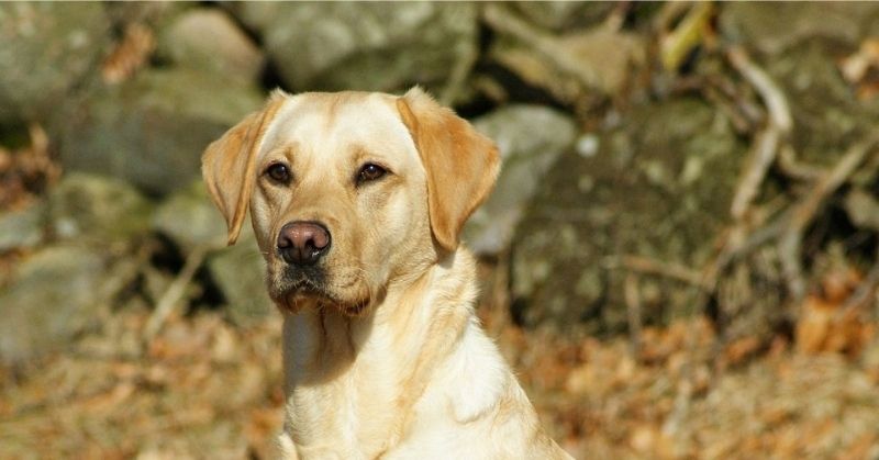 Yellow Labrador Retriever similar to Old Yeller
