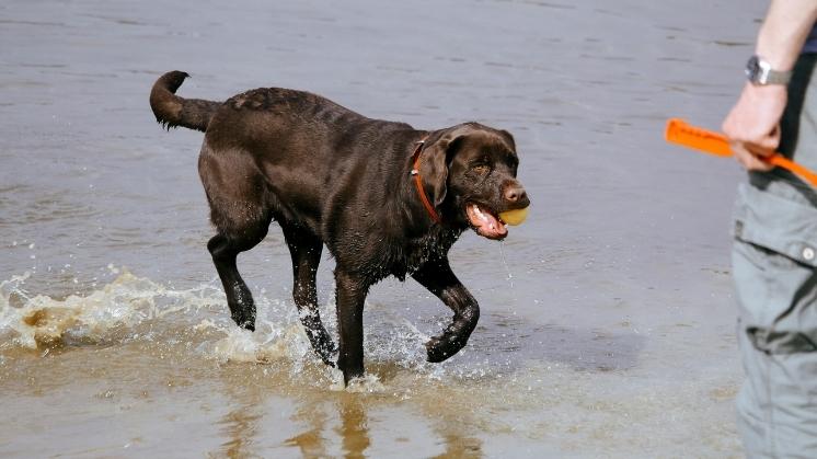 Chocolate Labrador Retriever at beach