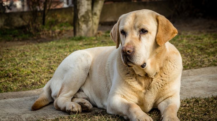 Older Yellow Labrador Retriever laying on sidewalk