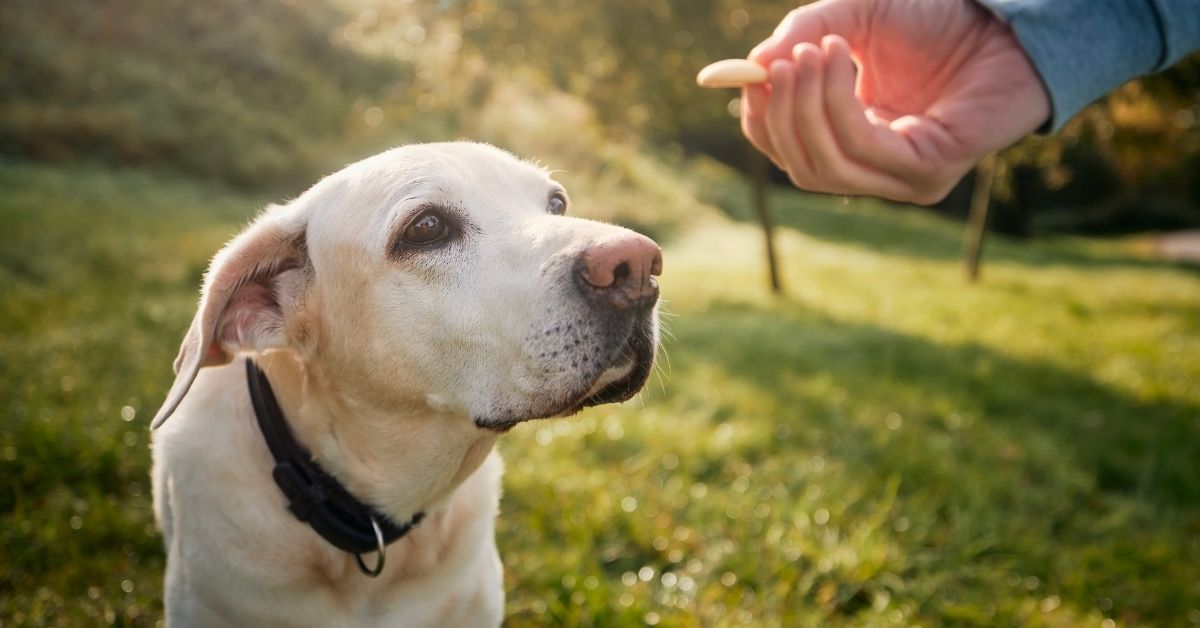 Pretty yellow Labrador Retriever offered treats outside