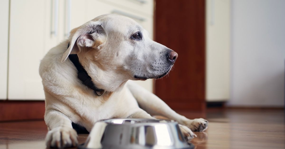 Senior Labrador Retriever waiting for dinner
