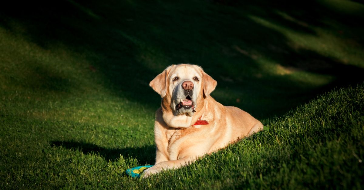 Senior Labrador Retriever enjoying sunshine