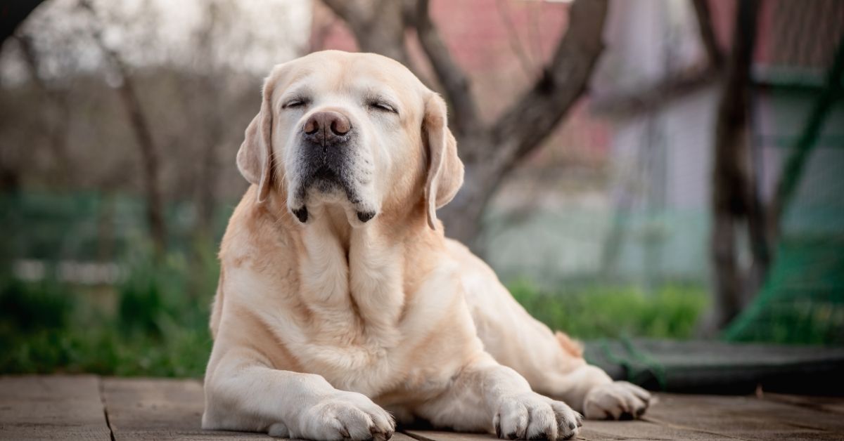 Senior yellow Labrador Retriever sunning with eyes closed