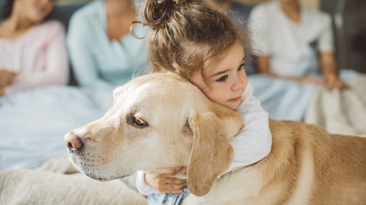 How Labrador Retrievers Transform Our Lives Every Day