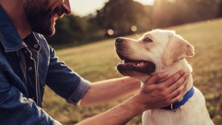 Yellow Labrador Retriever with blue collar