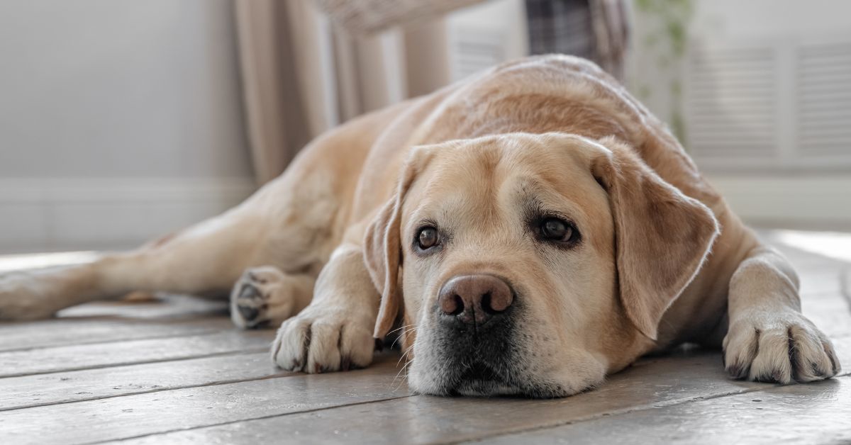 Beautiful younger yellow Labrador Retriever resting on the floor appearing bored