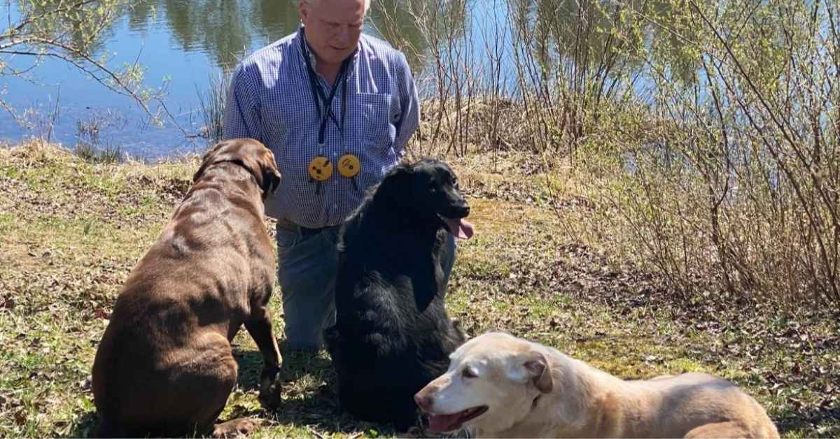 Sensory Enrichment for Senior Labradors: New Joy & Places