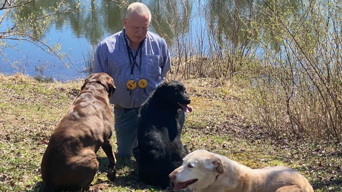 Owner of Senior Labradors training his three Labrador Retrievers by the lake