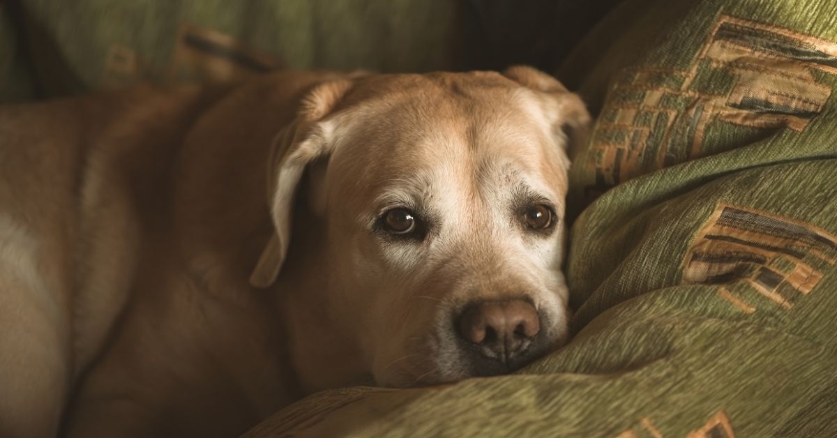Elderly yellow Labrador Retriever resting