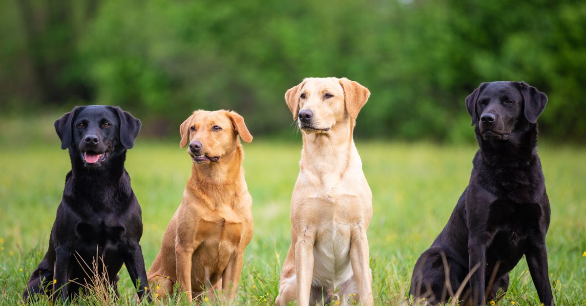 Four different shades of Labrador Retrievers posing on the lawn.