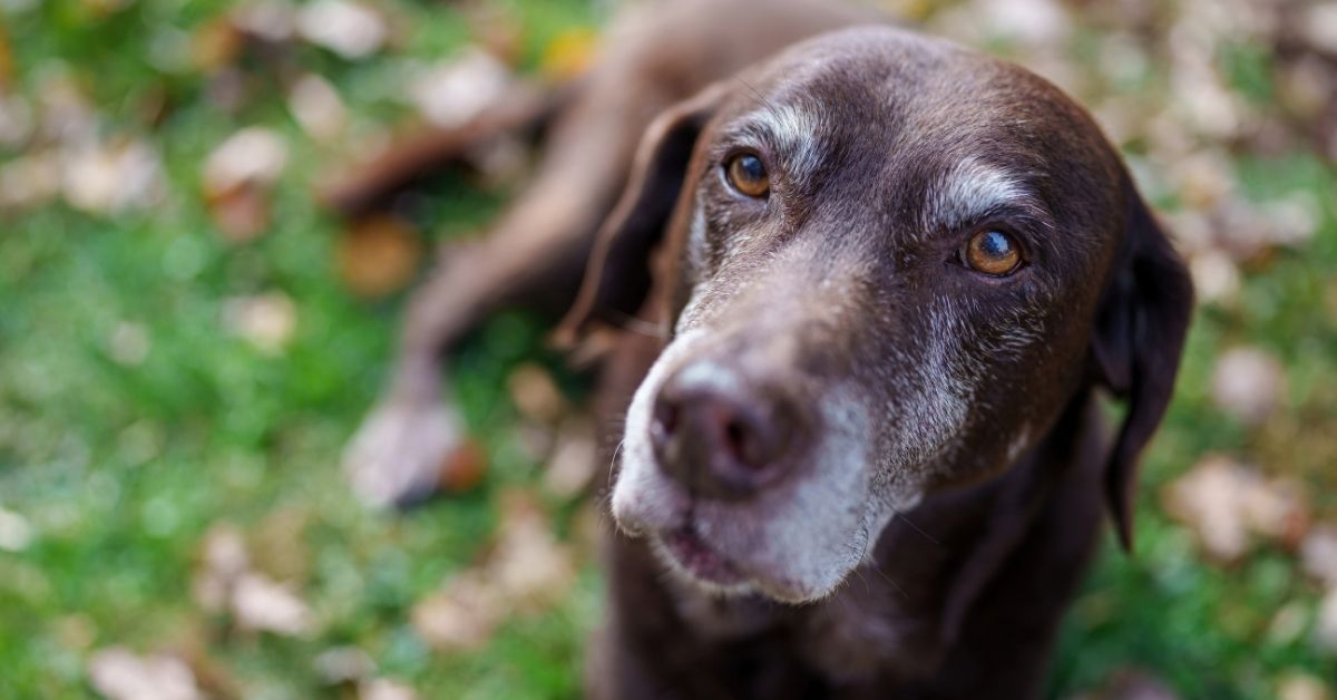 Handsome chocolate Labrador Retriever with grey snout
