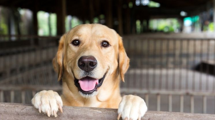 Happy yellow Labrador Retriever