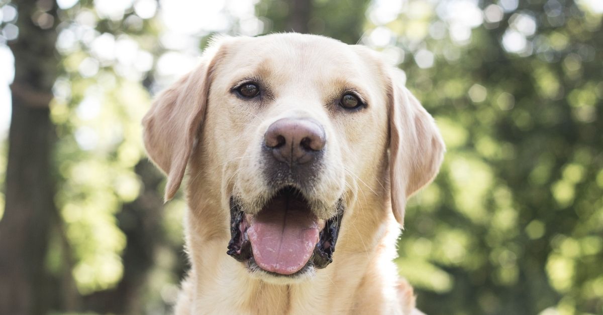 Happy yellow labrador retriever outside looking at camera