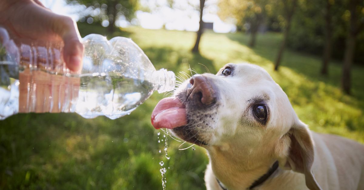 Yellow Labrador drinking water from a bottle held by his owner during the summer