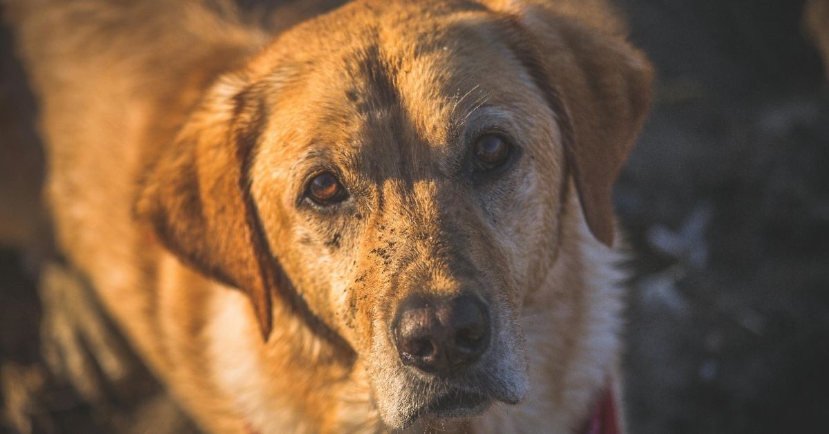 Bonding with Your Labrador Retriever: The Joy of Time Together