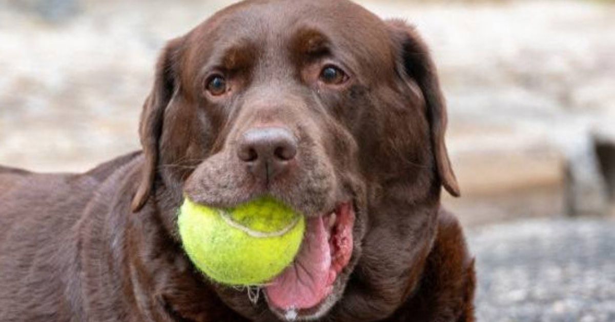 Chocolate Labrador Retriever with tennis ball