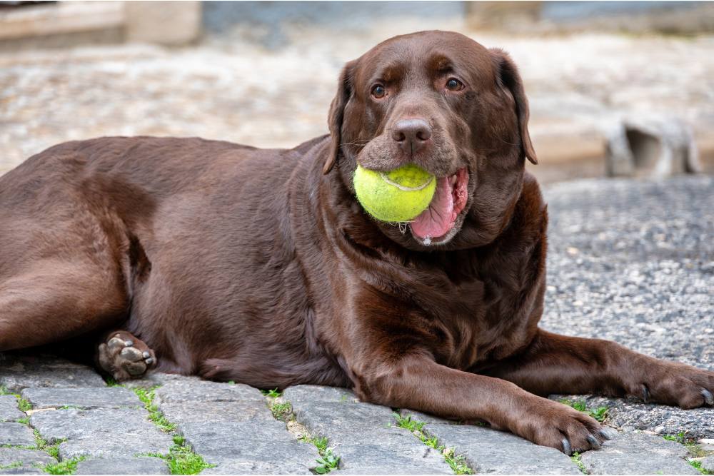 A Love Like No Other: Cherishing Our Senior Labradors