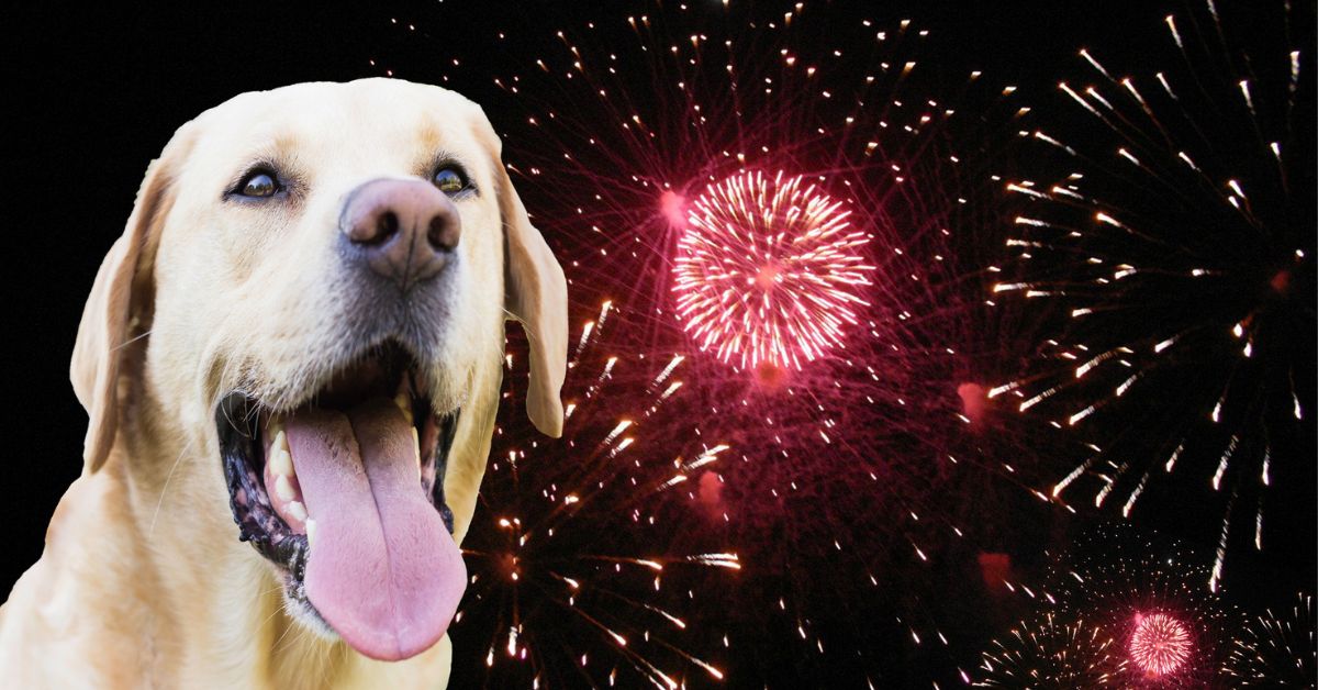 Nervous yellow Labrador Retriever and fireworks