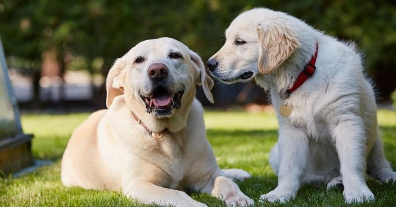 Pretty Labrador Retrievers Playing Outside
