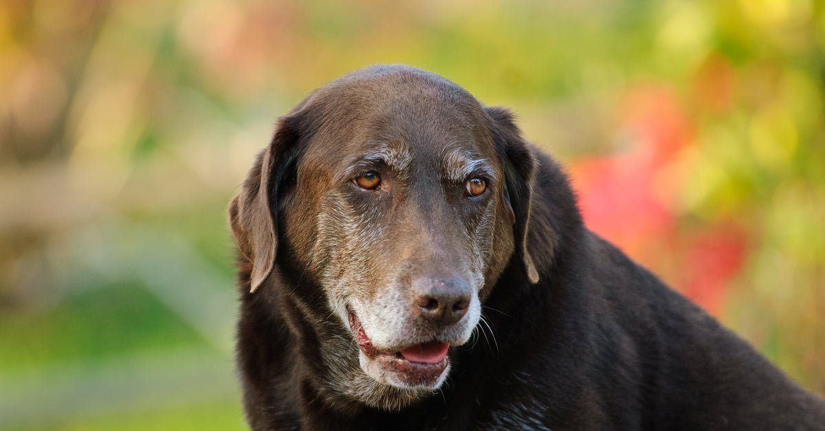 Beautiful senior Labrador Retriever with greying snout