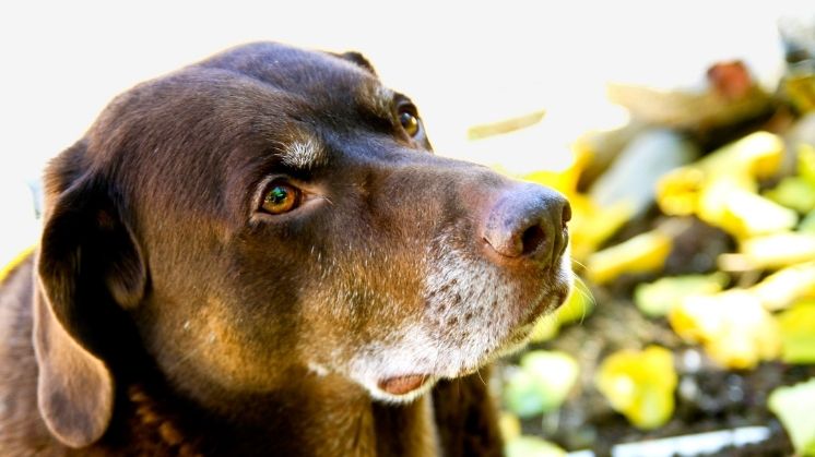 Senior chocolate Labrador Retriever looking at owner outside
