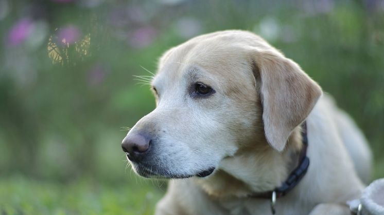 Senior yellow Labrador Retriever lying in grass