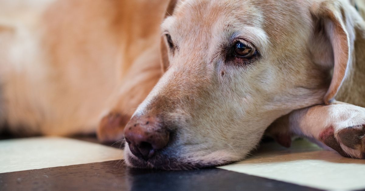 Senior yellow Labrador Retriever on floor