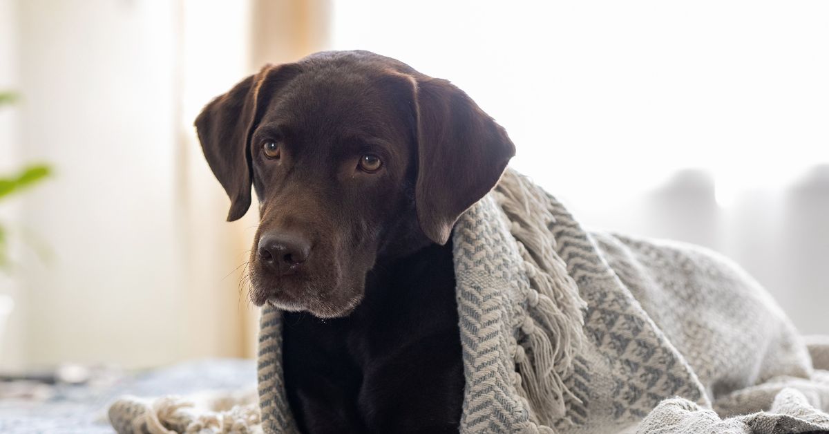 Sweet chocolate Labrador Retriever under blanket on the bed