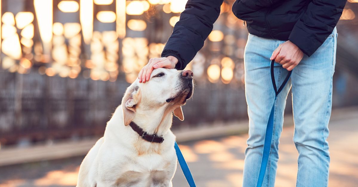 Sweet Yellow Labrador Retriever getting head pats outdoors in the fall by his owner