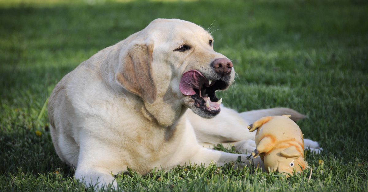 Sweet yellow Labrador Retriever playing with toy in the grass