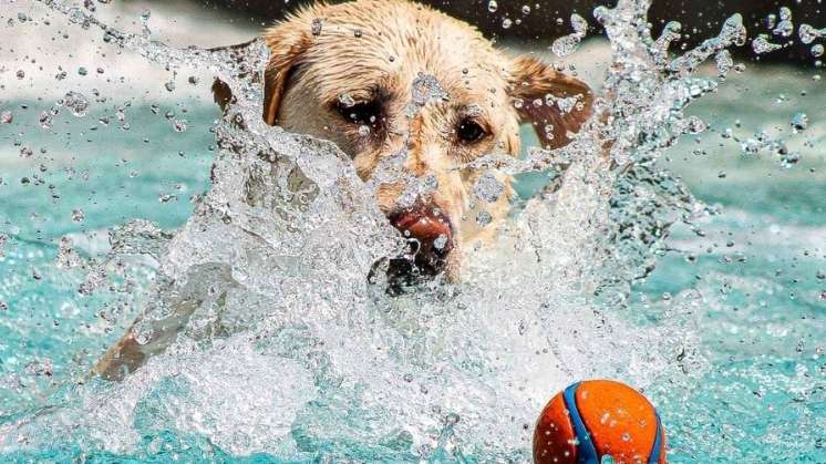 Yellow Labrador Retriever fetching orange ball in pool