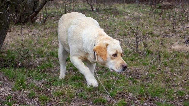 Yellow Labrador Retriever walking while sniffing new scents outside.