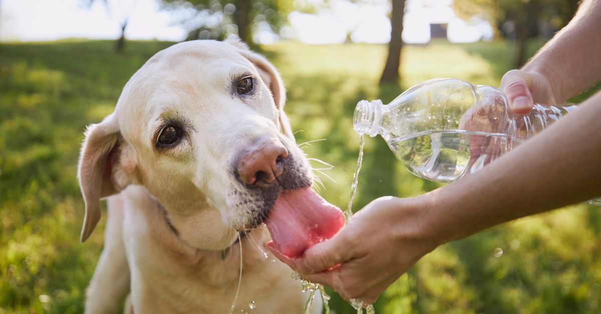 Yellow Labrador Retriever taking a drink from a bottle held by his owner in the summertime