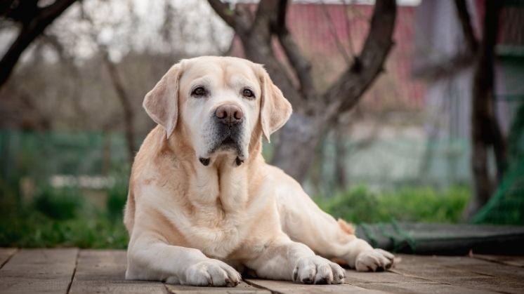 Yellow Labrador Retriever resting on walkway