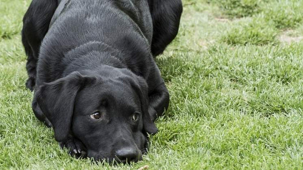 Duke