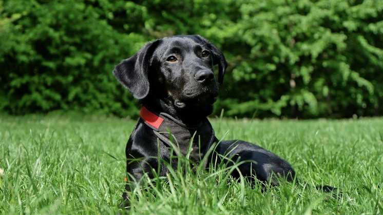 Cooper