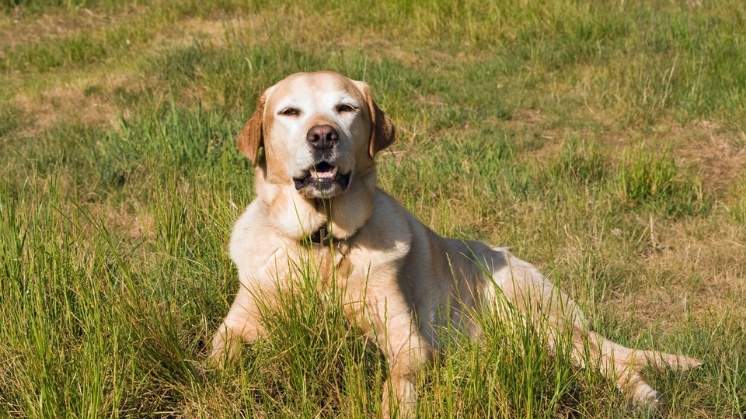 Maggie